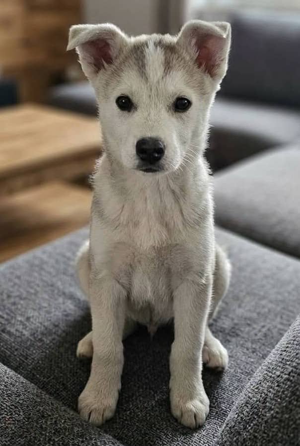 Tobias - Husky available for adoption at Paws For Love in Thunder Bay