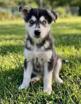 Tucker - Mixed Breed available for adoption at Paws For Love in Thunder Bay