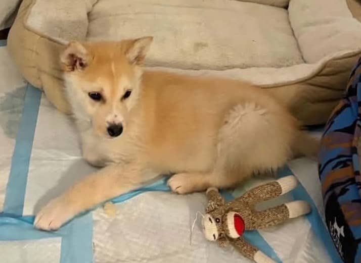 Baxter - Mixed Breed available for adoption