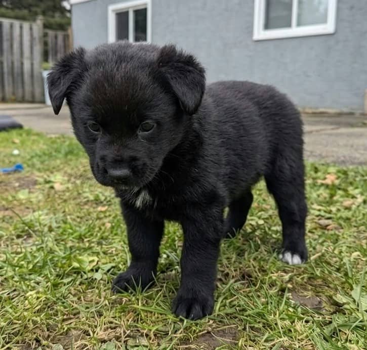 Bear - Mixed Breed available for adoption at Paws For Love in Thunder Bay