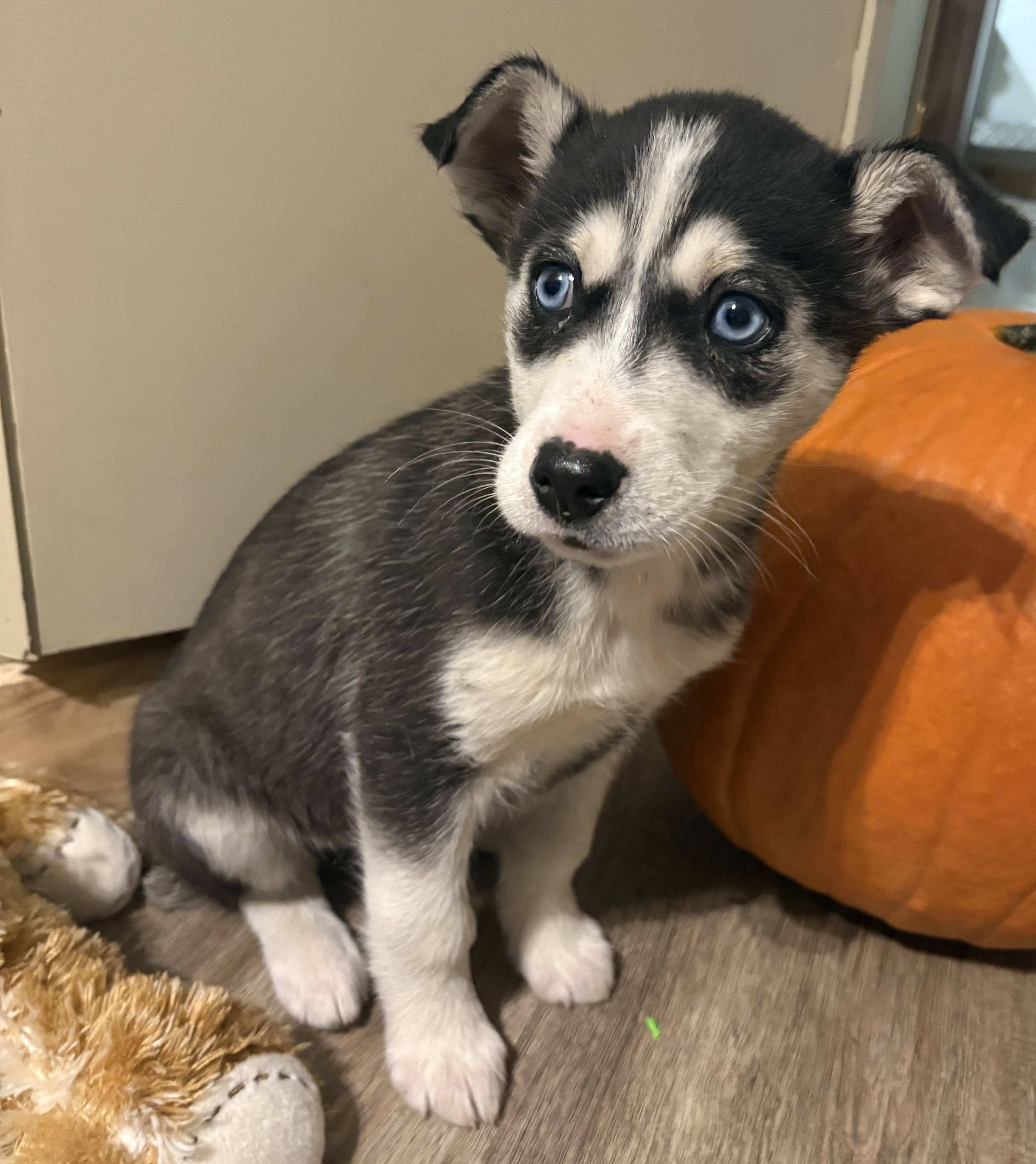 Blueberry - Mixed Breed available for adoption at Paws For Love in Thunder Bay