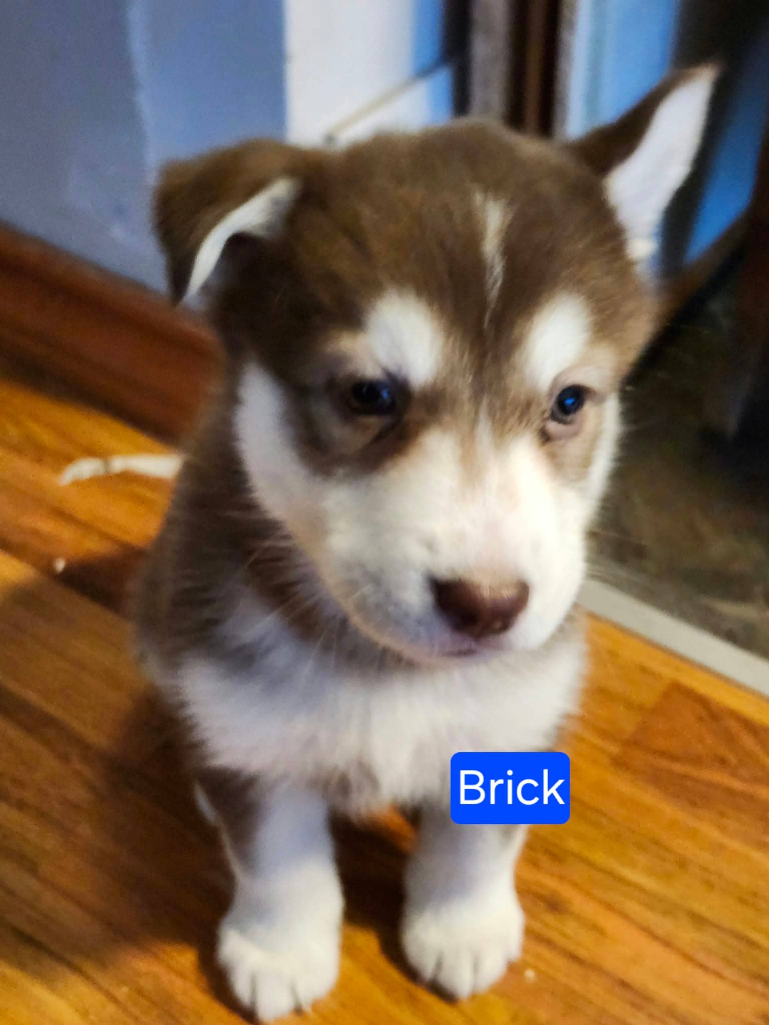 Brick - Husky Mix available for adoption at Paws For Love in Thunder Bay