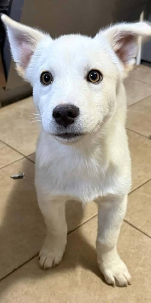 Casper - Mixed Breed available for adoption at Paws For Love in Thunder Bay