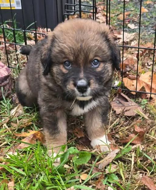 Chewy - Mixed Breed available for adoption at Paws For Love in Thunder Bay