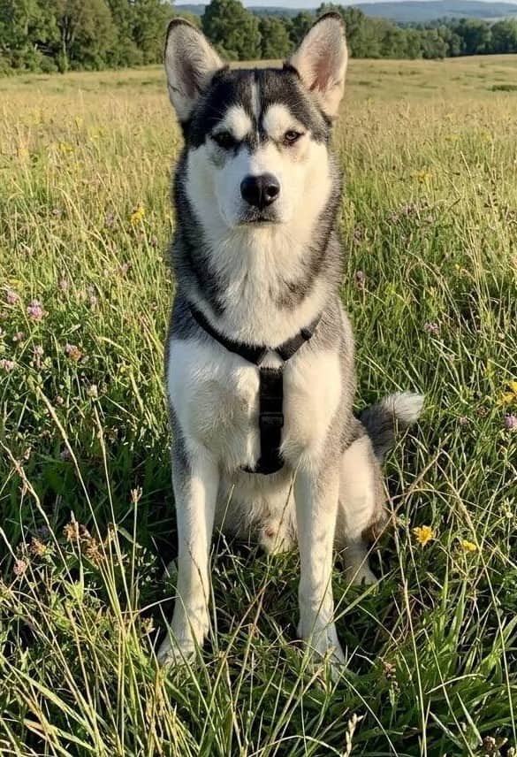 Chum - Husky Mix available for adoption