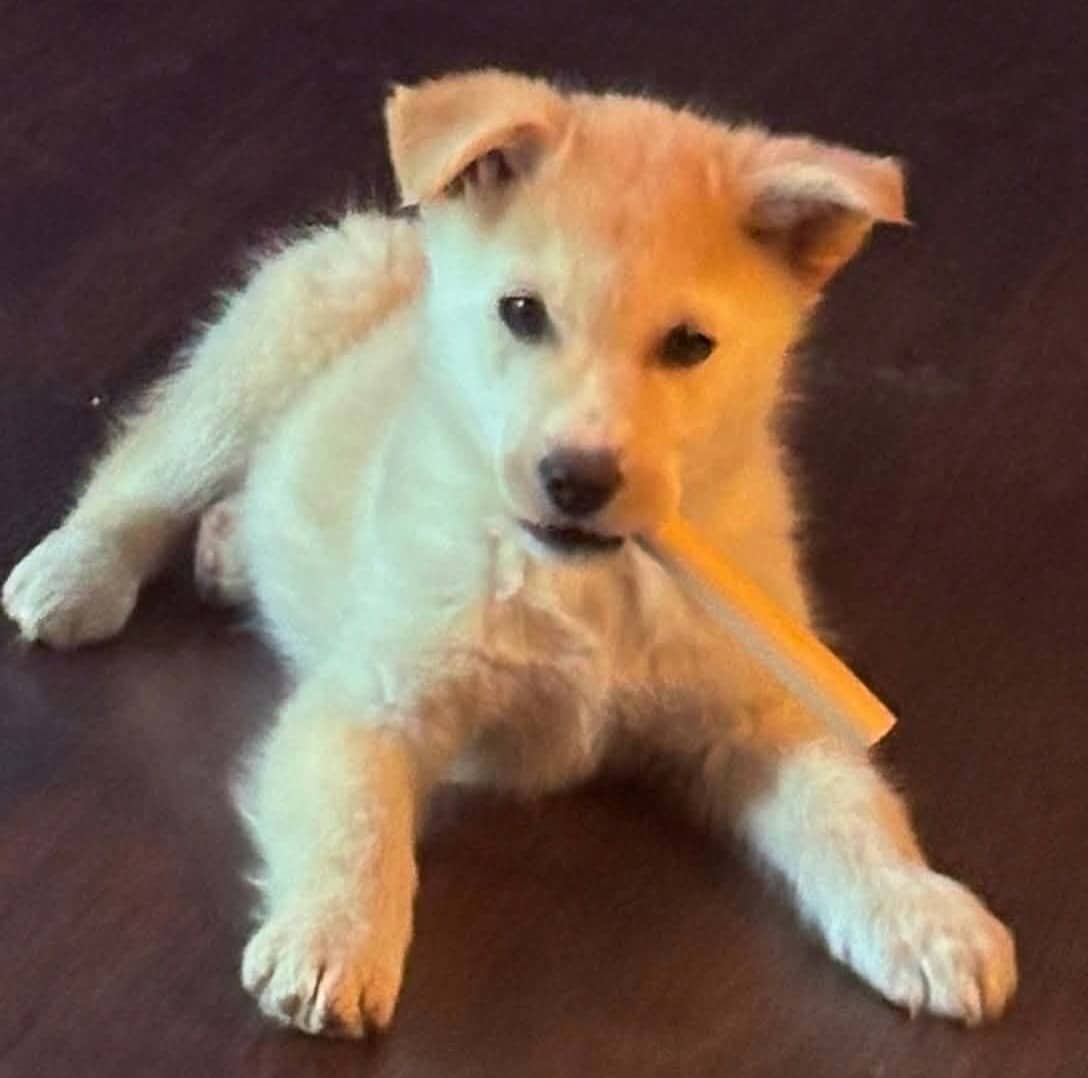 Cooper - Mixed Breed available for adoption at Paws For Love in Thunder Bay
