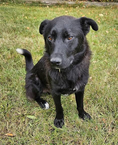 Franklin - Husky available for adoption at Paws For Love in Thunder Bay