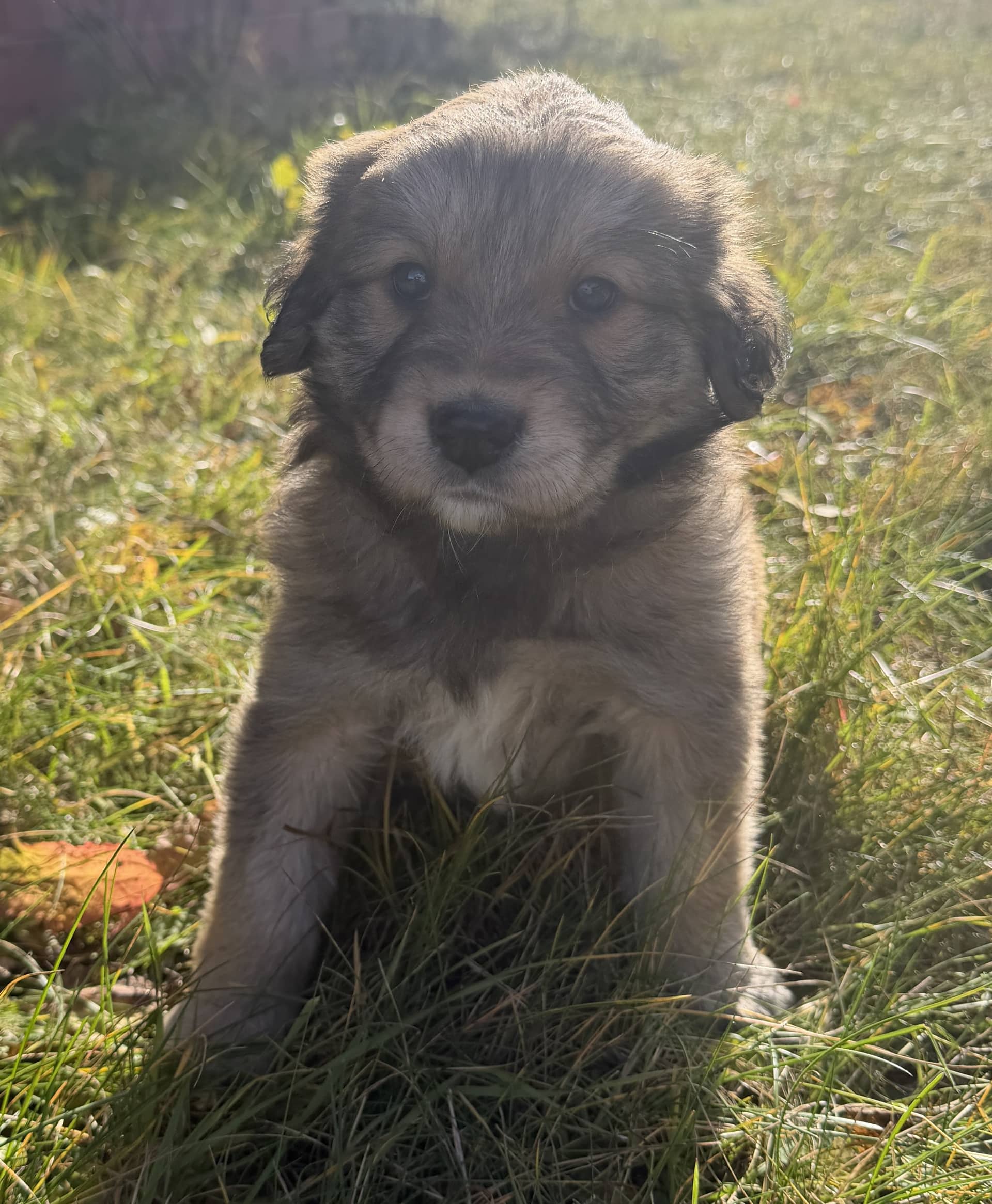 Gracie - Mixed Breed available for adoption in Calgary