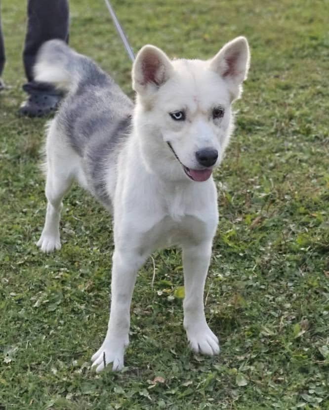 Iris - Female Husky available for adoption