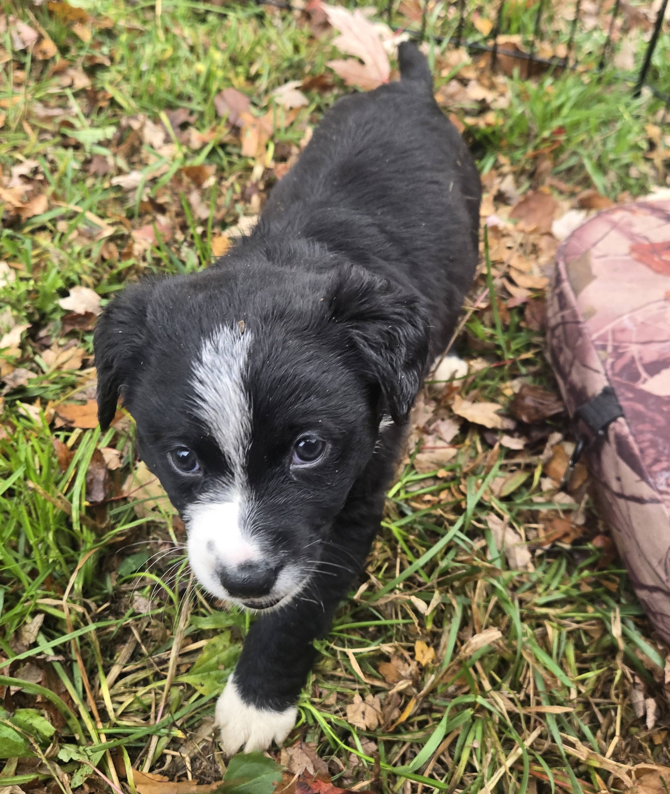 Jack - Mixed Breed available for adoption at Paws For Love in Thunder Bay