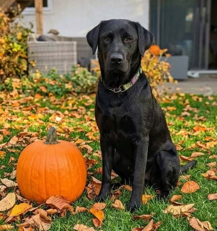 Lady - Labrador Retriever Mix available for adoption at Paws For Love in Thunder Bay
