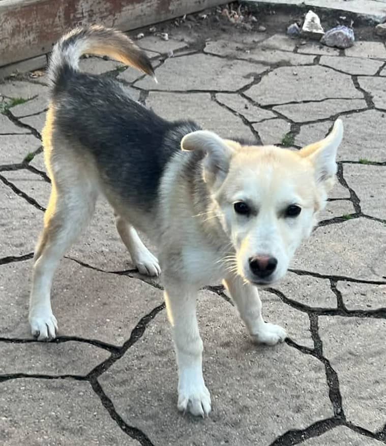 Lainey - Beautiful Female Husky available for adoption
