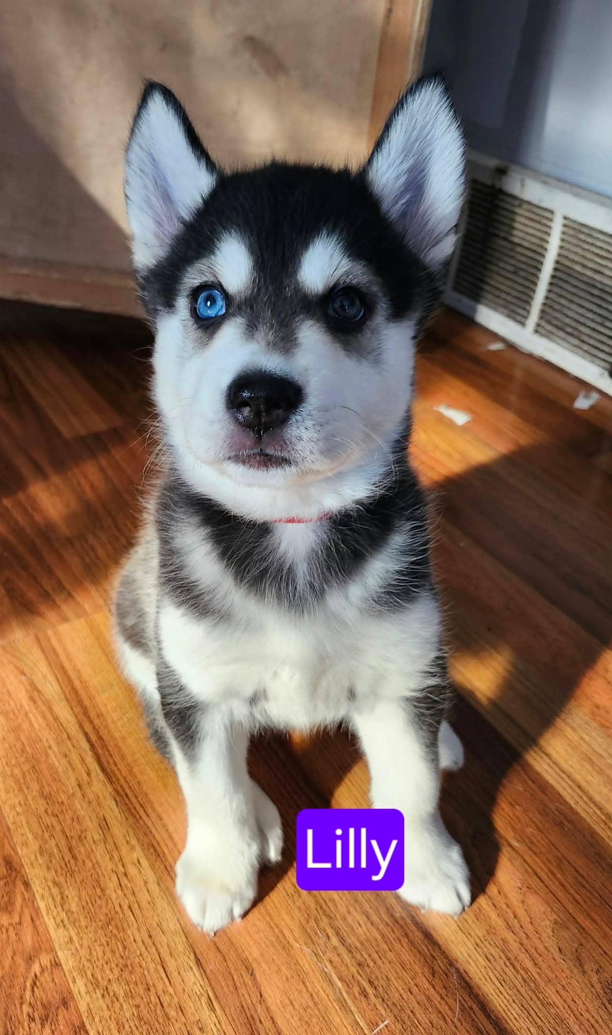 Lilly - Husky Mix available for adoption at Paws For Love in Thunder Bay
