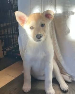 Little Miss Bailey - Mixed Breed available for adoption