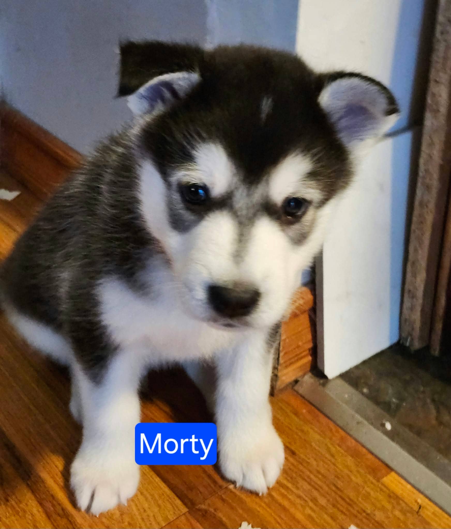 Morty - Husky Mix available for adoption at Paws For Love in Thunder Bay