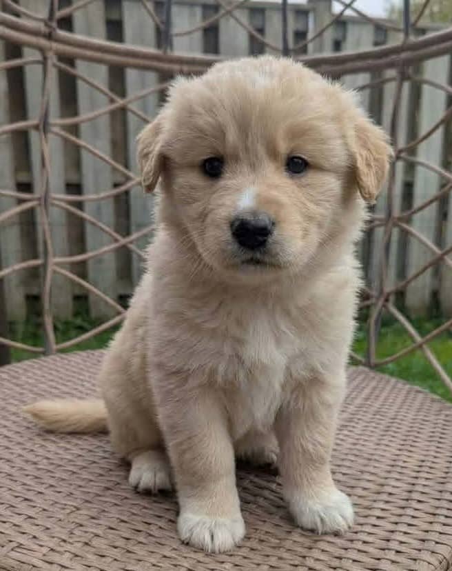 Oliver - Mixed Breed available for adoption