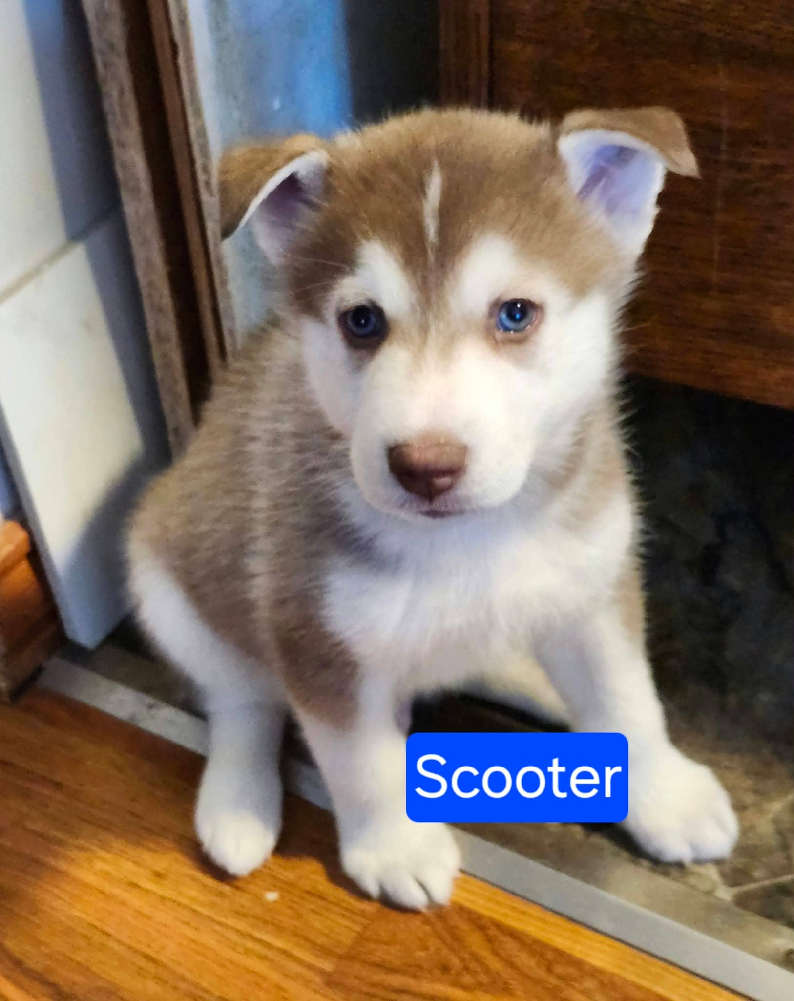 Scooter - Husky Mix available for adoption at Paws For Love in Thunder Bay