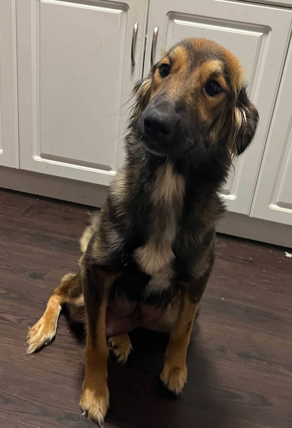 Sonia - Border Collie available for adoption at Paws For Love in Thunder Bay