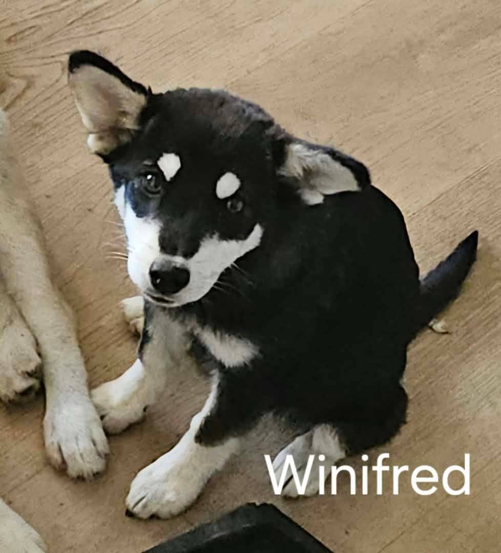 Winifred - Mixed Breed available for adoption