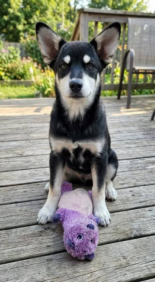 Winifred - Mixed Breed available for adoption