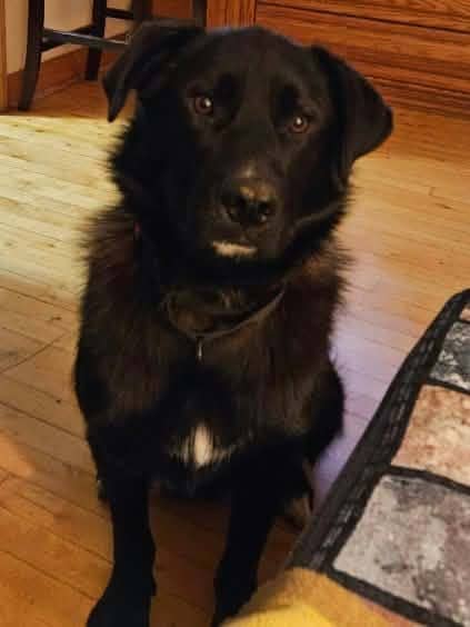 Jackson - Husky Mix available for adoption