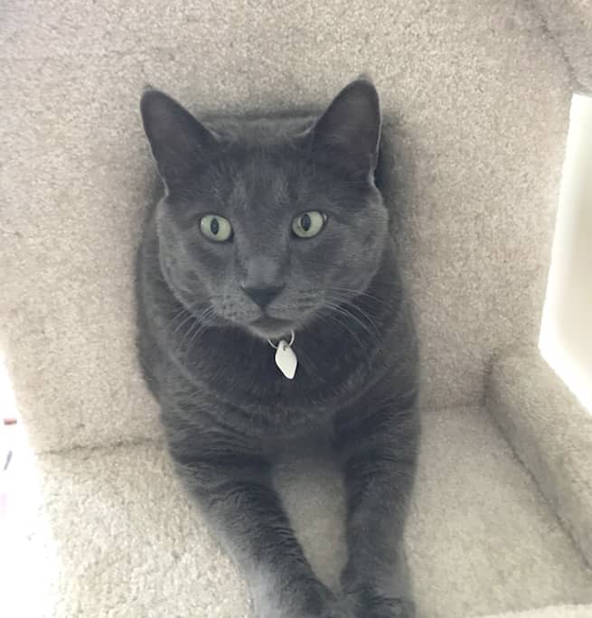 Jerome - Domestic Shorthair cat available for adoption at Lethbridge PAW Society in Lethbridge