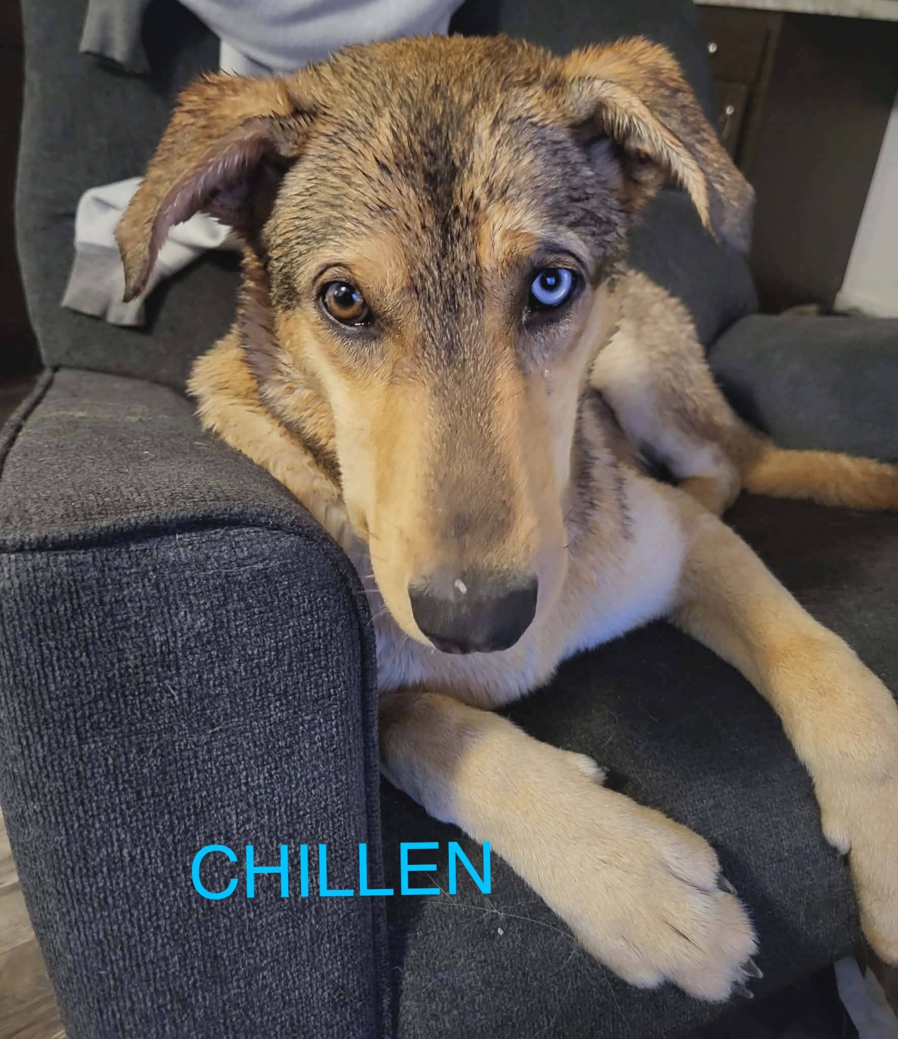 Chillen - mixed available for adoption