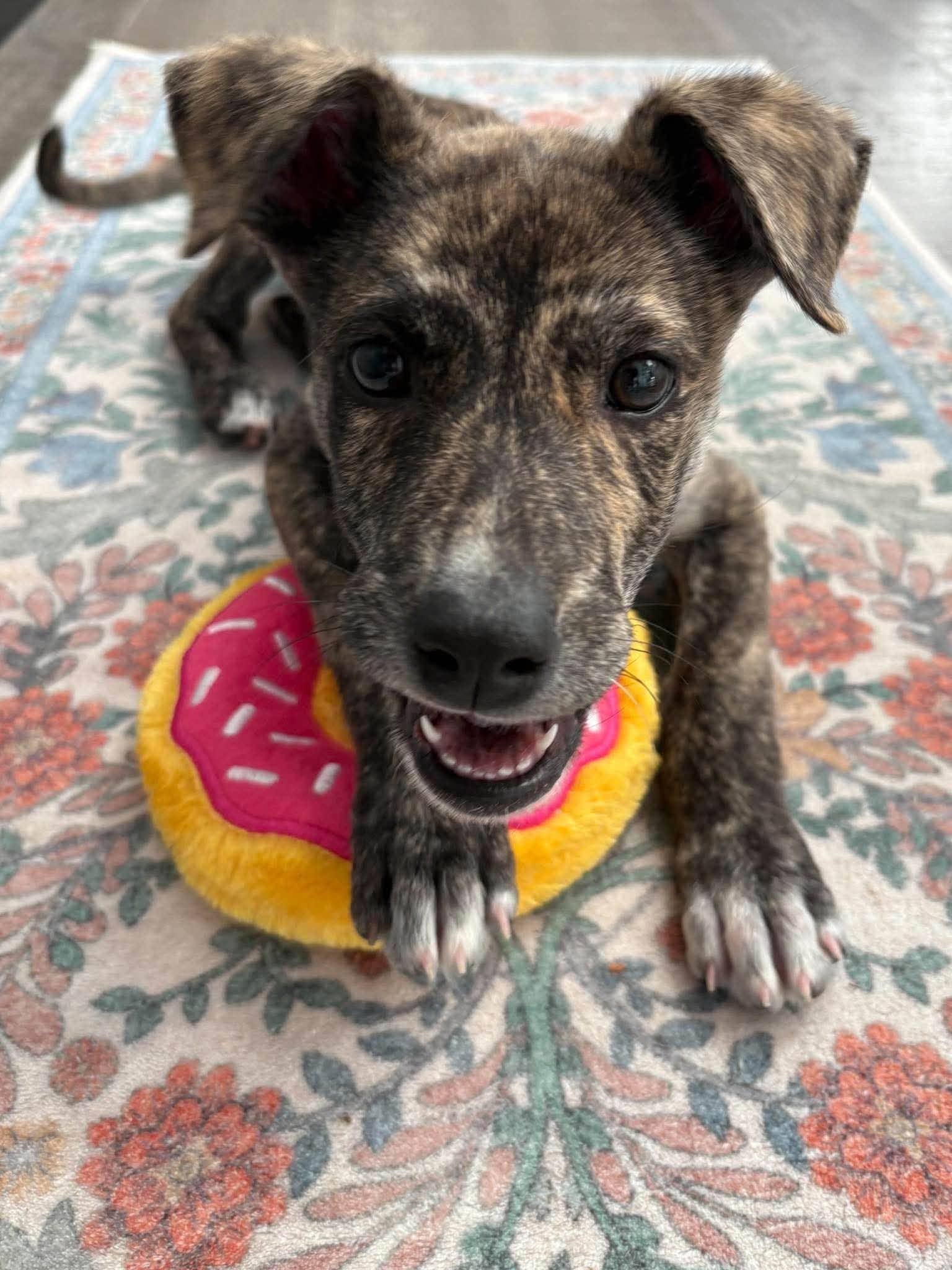 Danika - mixed available for adoption at Penny's All Breed Animal Rescue in Winnipeg