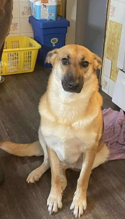 Duchess - Mixed Breed available for adoption