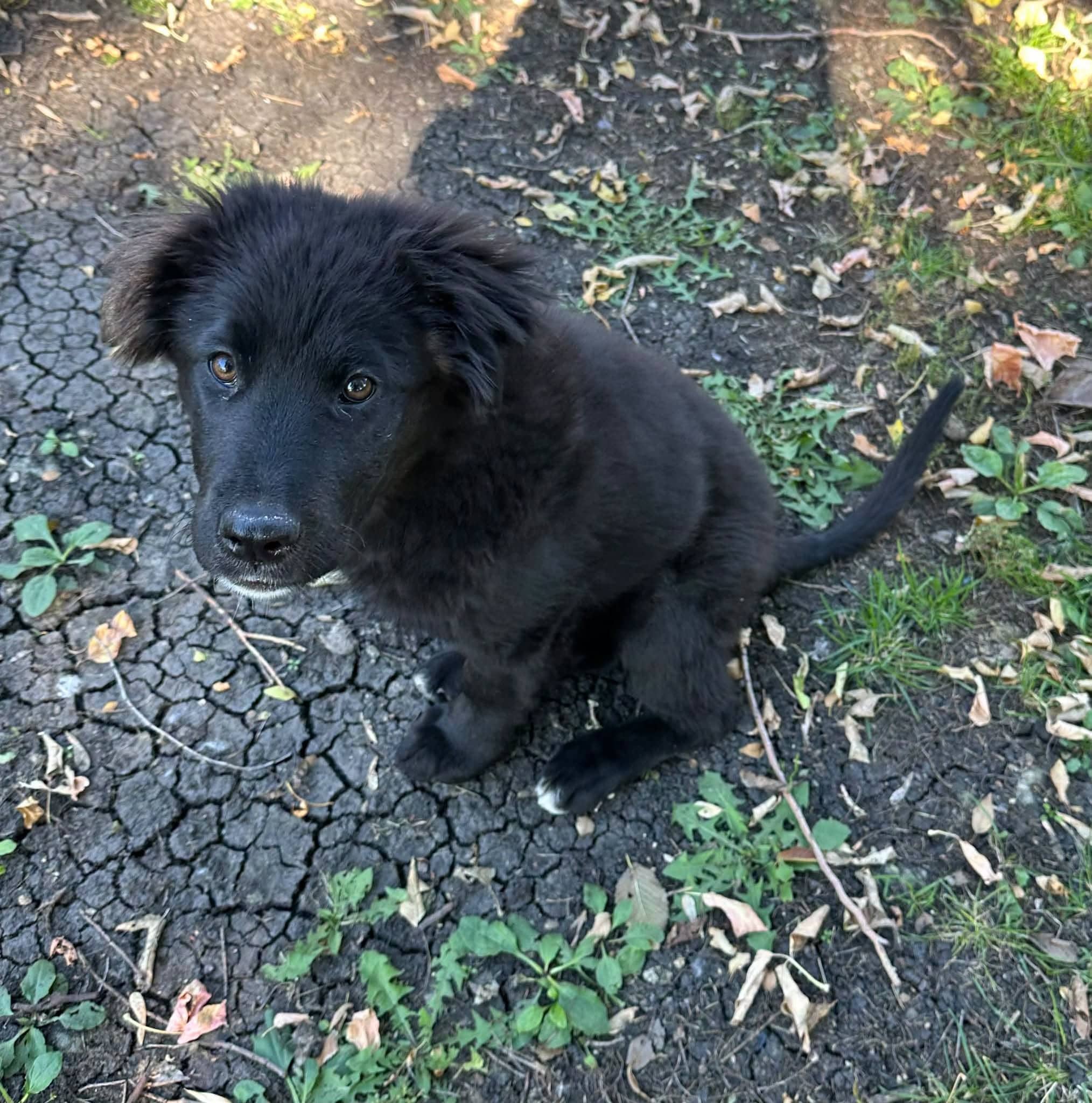 Gemma - Newfoundland Mix available for adoption at Penny's All Breed Animal Rescue in Winnipeg