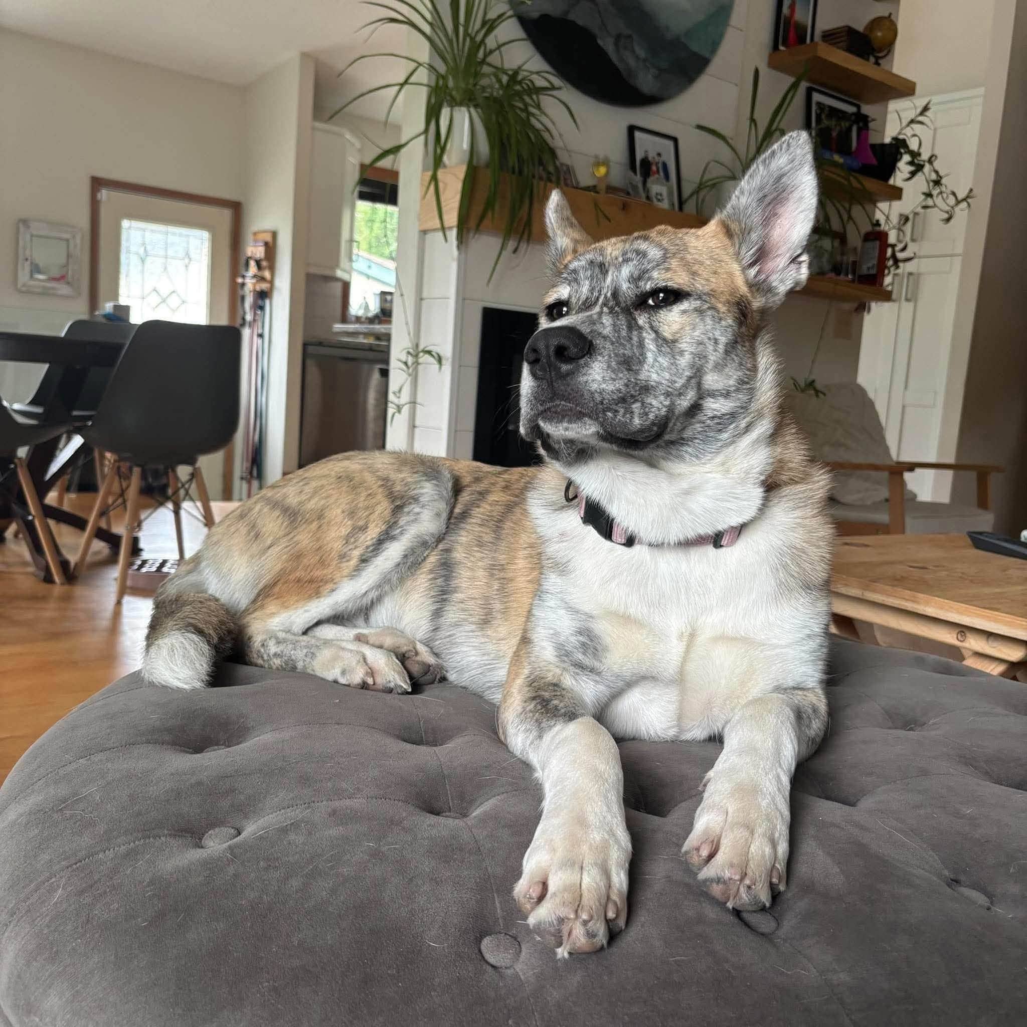 Badger - mixed available for adoption at Penny's All Breed Animal Rescue in Winnipeg