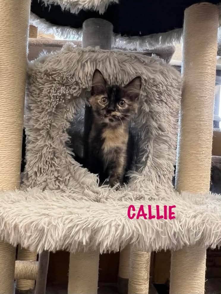 Callie - Short Hair Domestic cat available for adoption at Penny's All Breed Animal Rescue in Winnipeg
