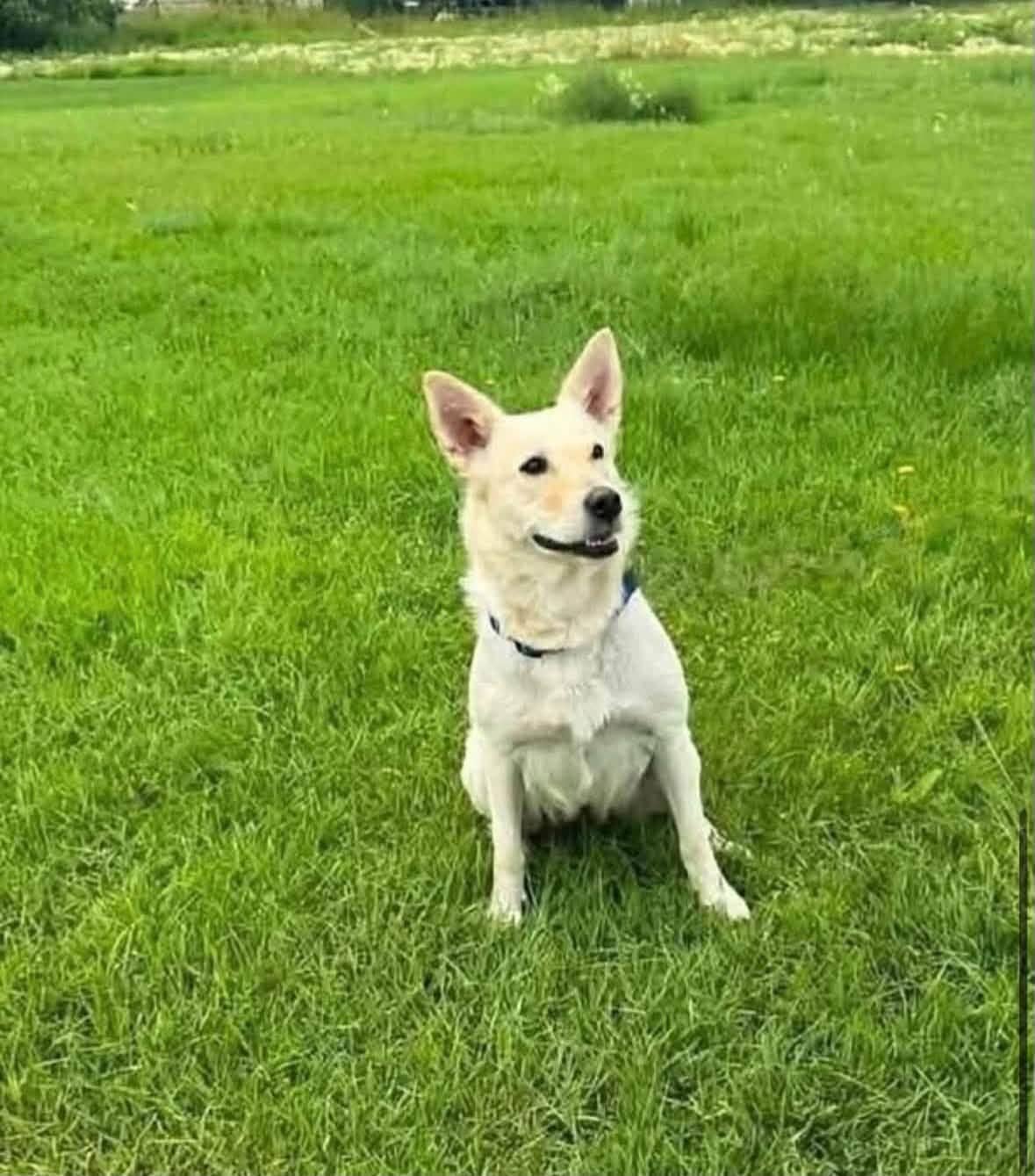Cassie - Husky mix available for adoption
