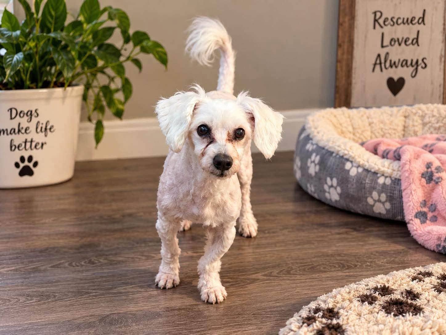 Cinnamon - Maltese/Poodle available for adoption