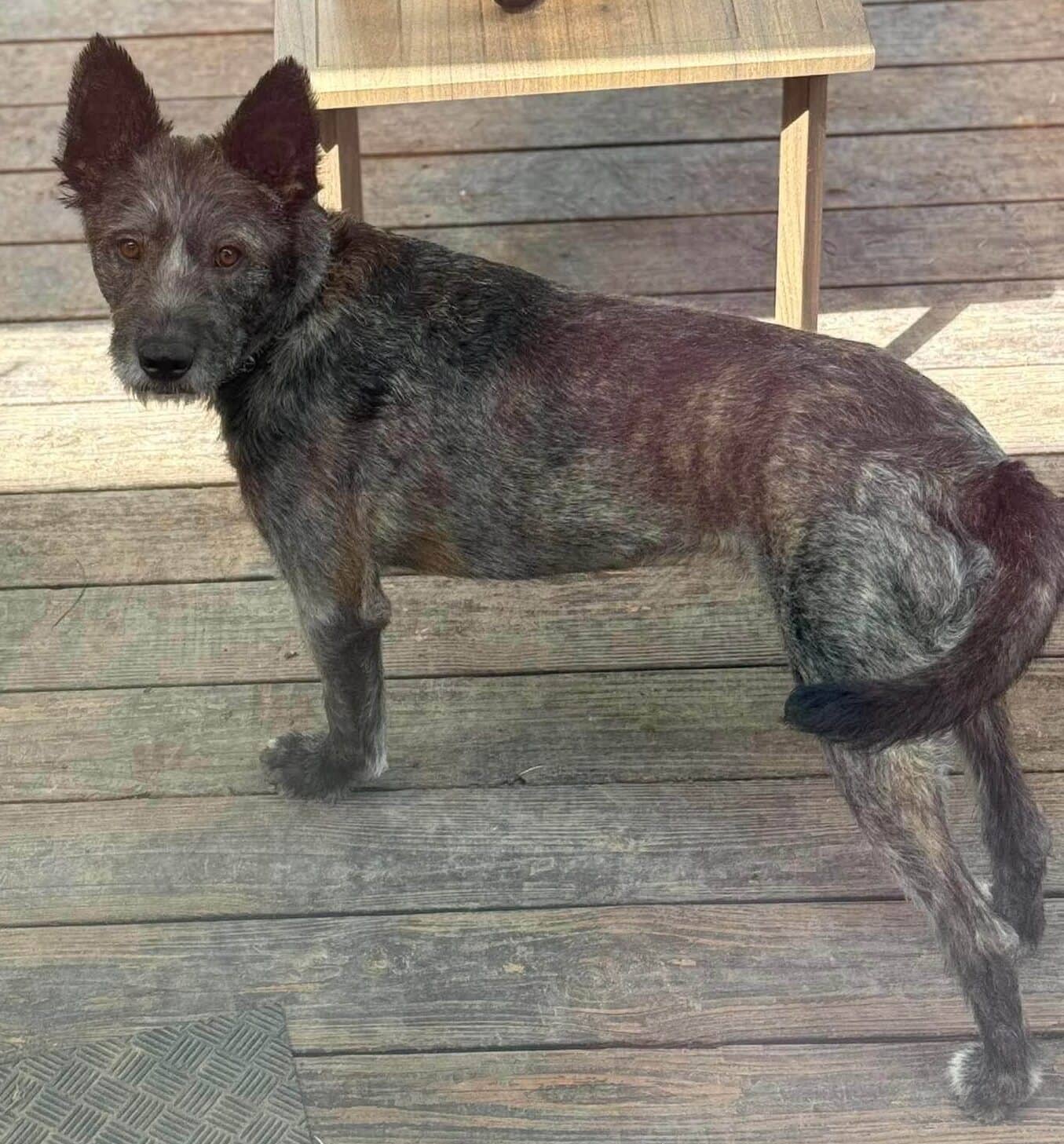 Comet - mixed available for adoption at Penny's All Breed Animal Rescue in Winnipeg
