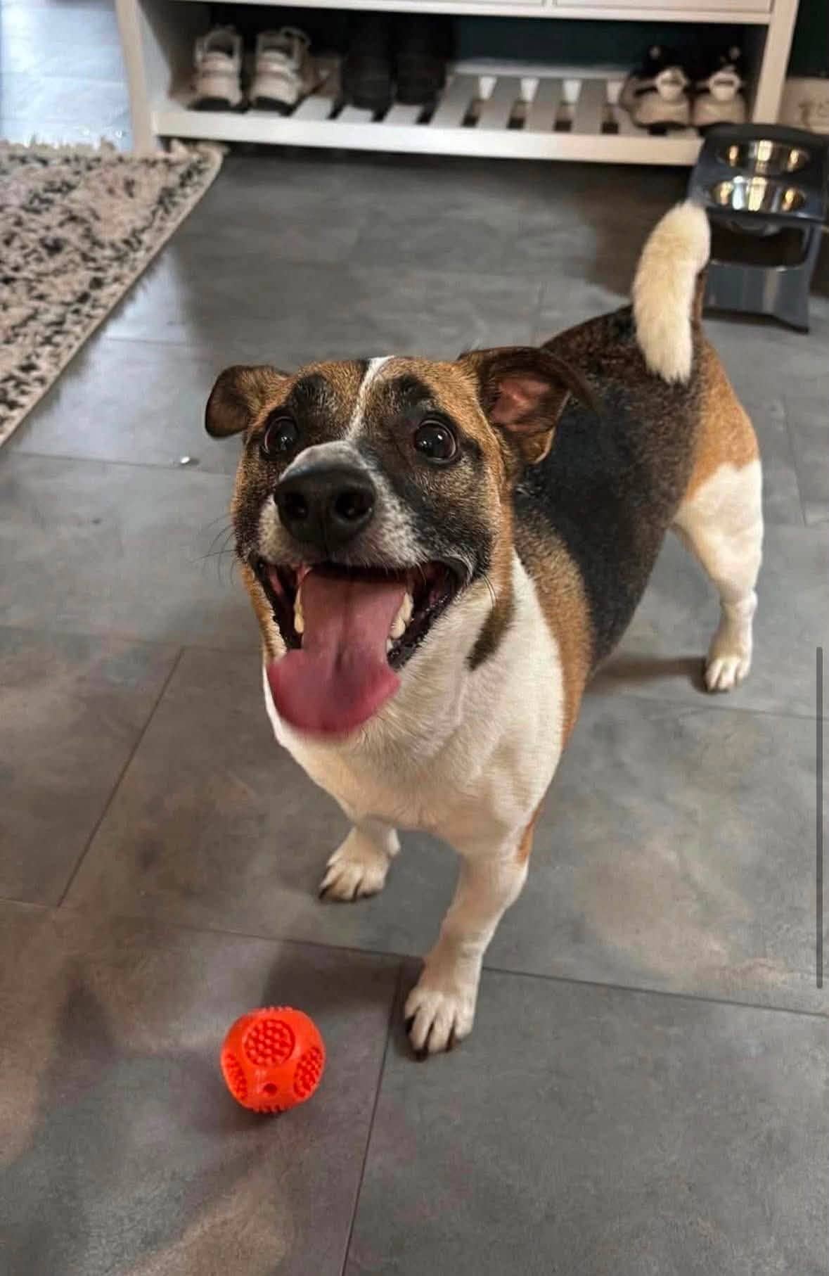 Duke - Jack Russell Terrier available for adoption at Penny's All Breed Animal Rescue in Winnipeg