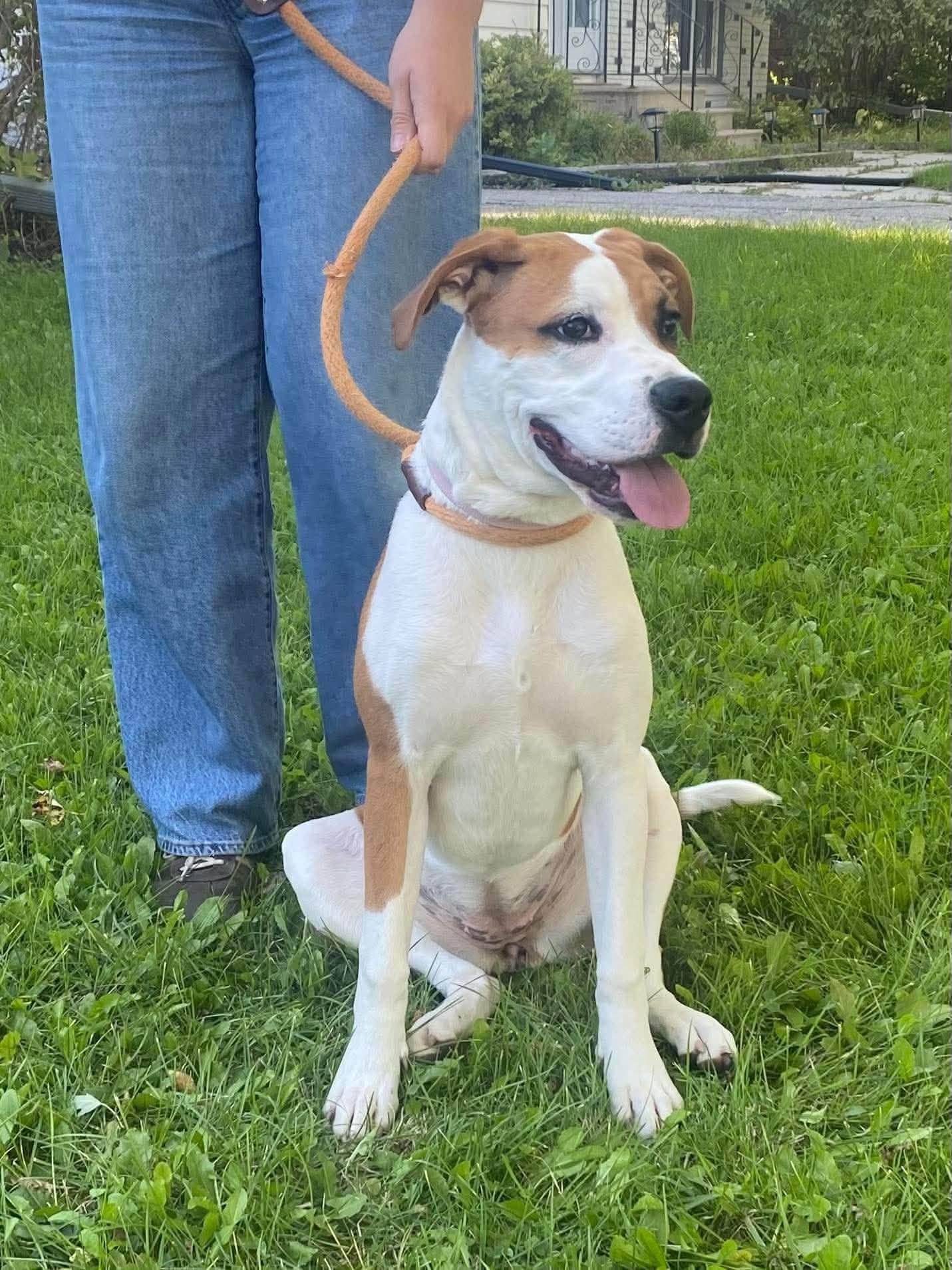 Millie - American bulldog available for adoption at Penny's All Breed Animal Rescue in Winnipeg