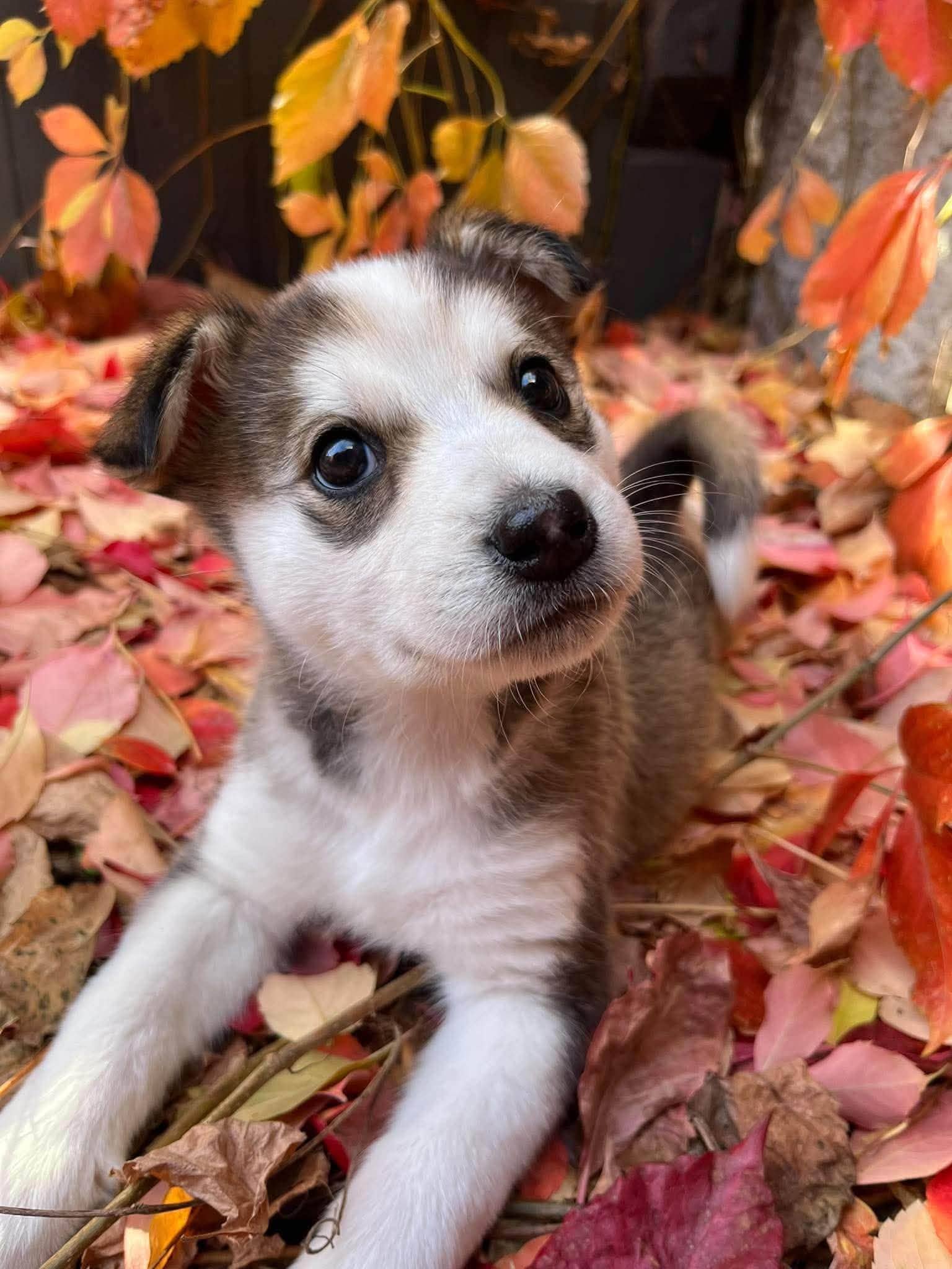 Samira - mixed available for adoption at Penny's All Breed Animal Rescue in Winnipeg