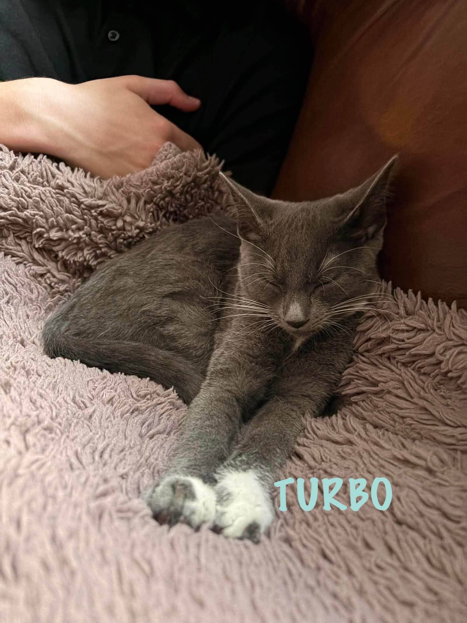 Turbo - Short Hair Domestics cat available for adoption at Penny's All Breed Animal Rescue in Winnipeg