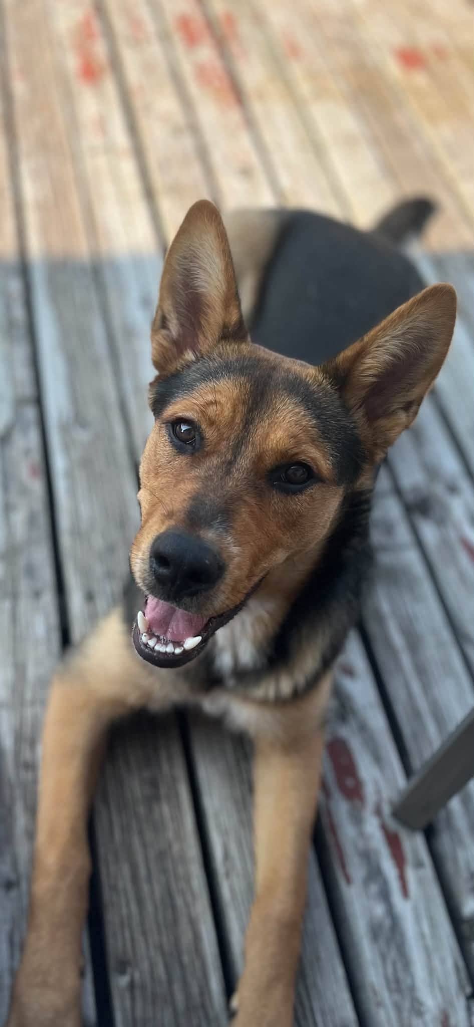 Zoom Zoom - sheppard mix available for adoption at Penny's All Breed Animal Rescue in Winnipeg