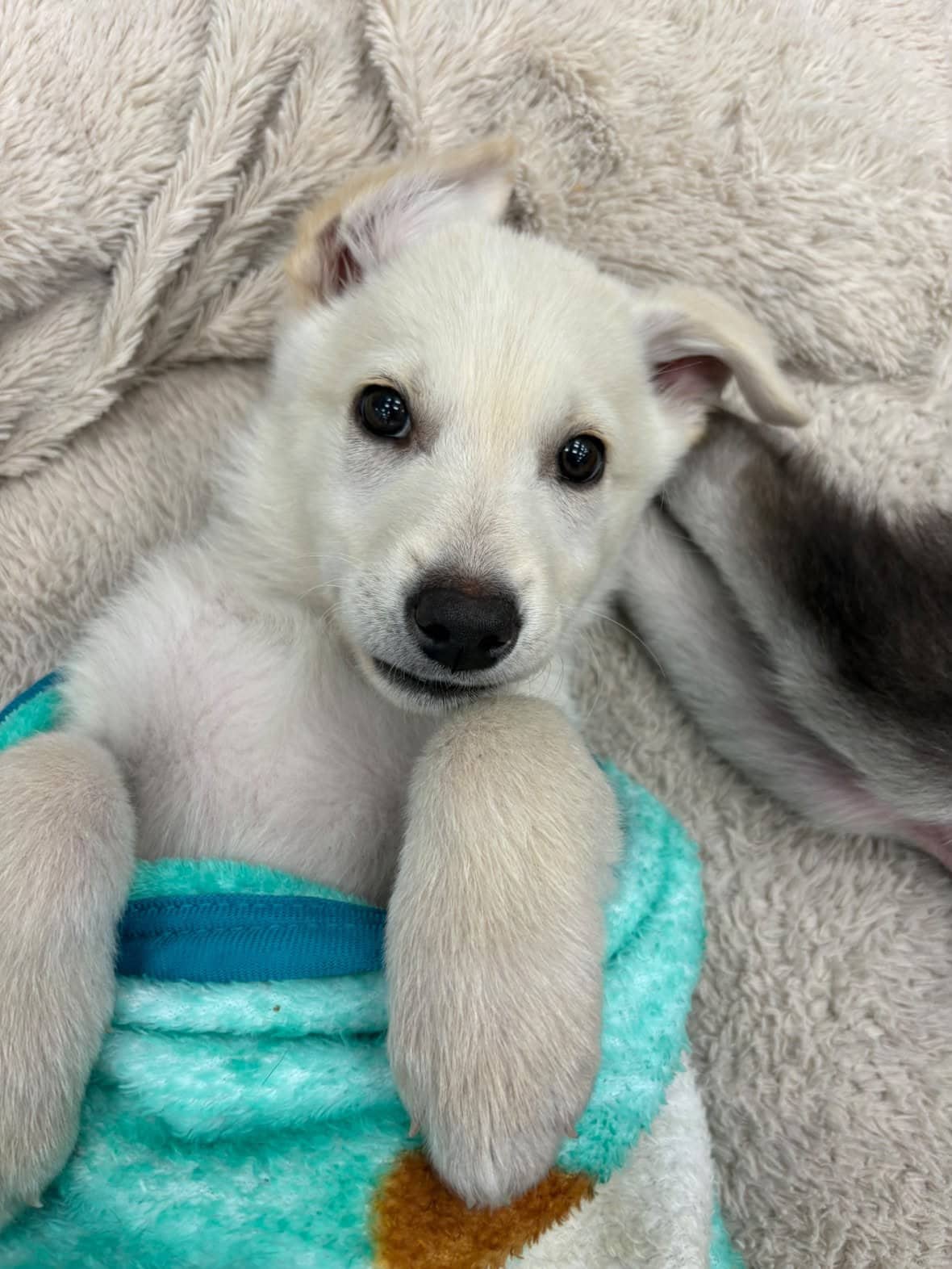 Dua-Lick-A - Large breed mix available for adoption at Winnipeg Pet Rescue Shelter in Winnipeg