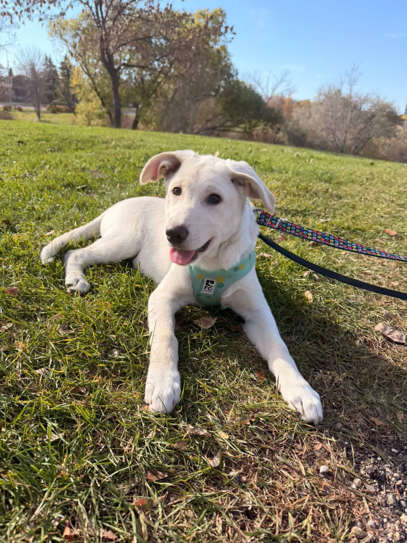 Katy Pawry - Large breed mix available for adoption