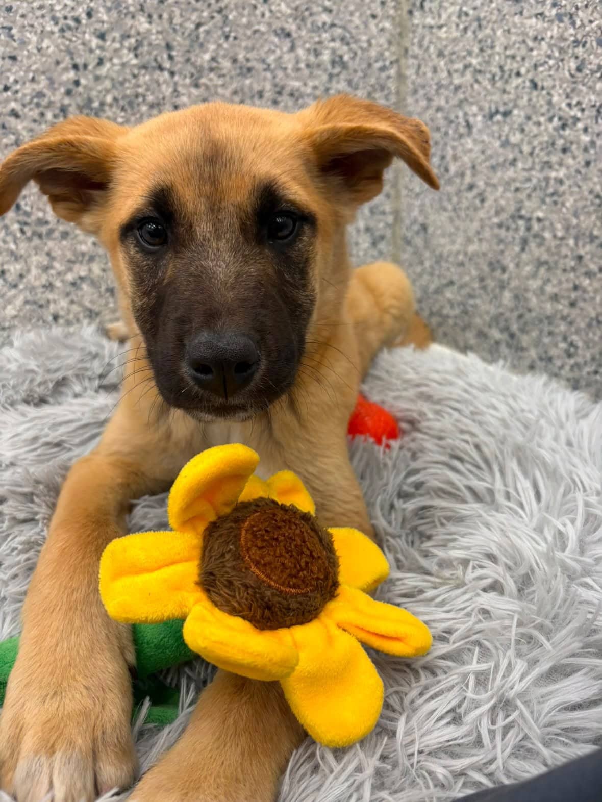 Lola - Shepherd x available for adoption at Winnipeg Pet Rescue Shelter in Winnipeg