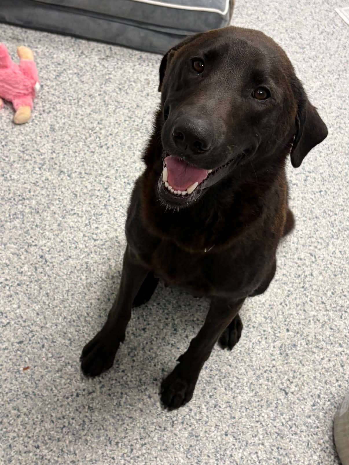 Oden - Lab x available for adoption at Winnipeg Pet Rescue Shelter in Winnipeg