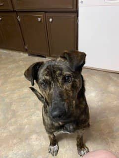 Bruno - Shepherd x available for adoption at Winnipeg Pet Rescue Shelter in Winnipeg