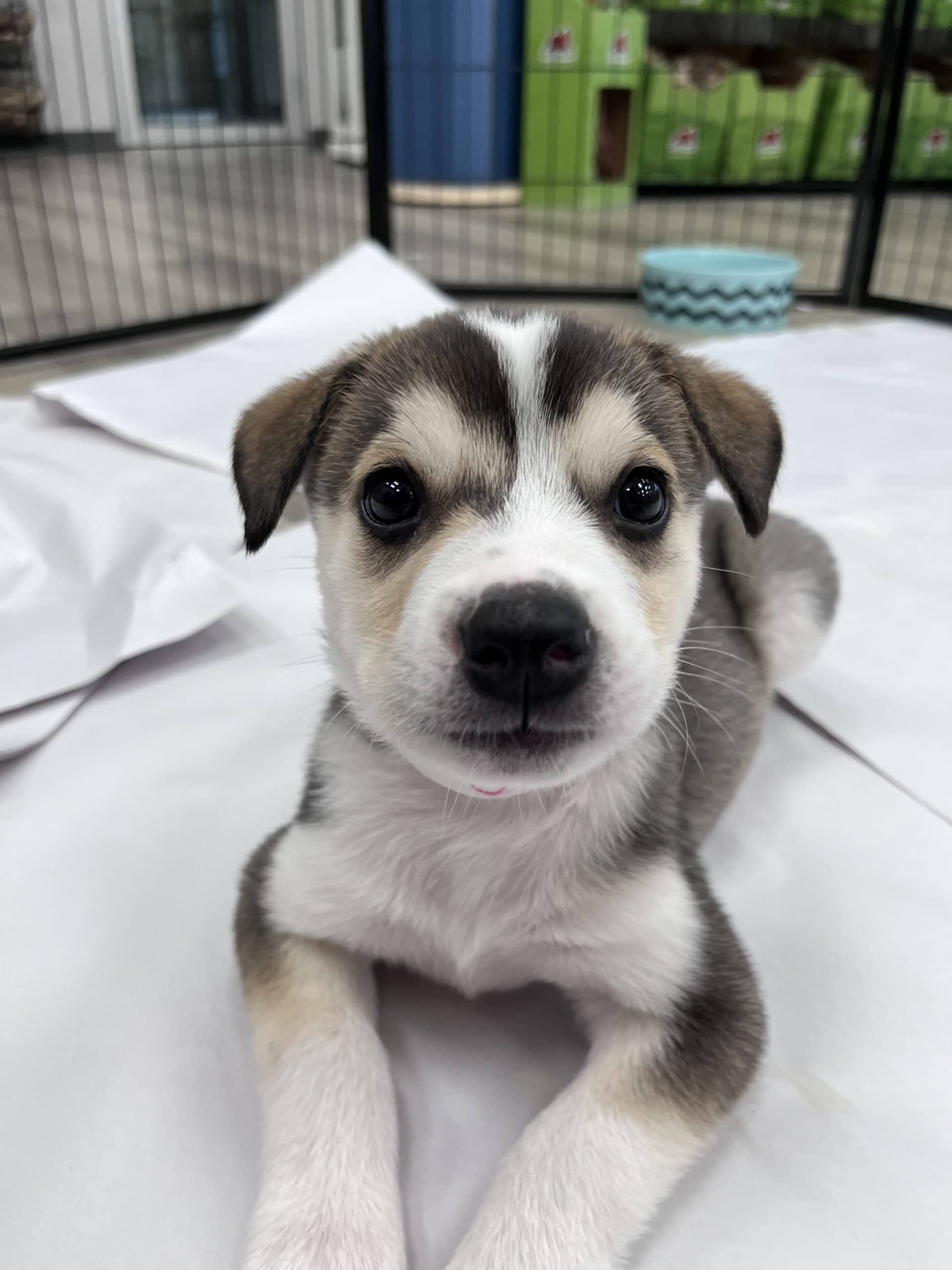 Joey - Medium-large breed mix available for adoption
