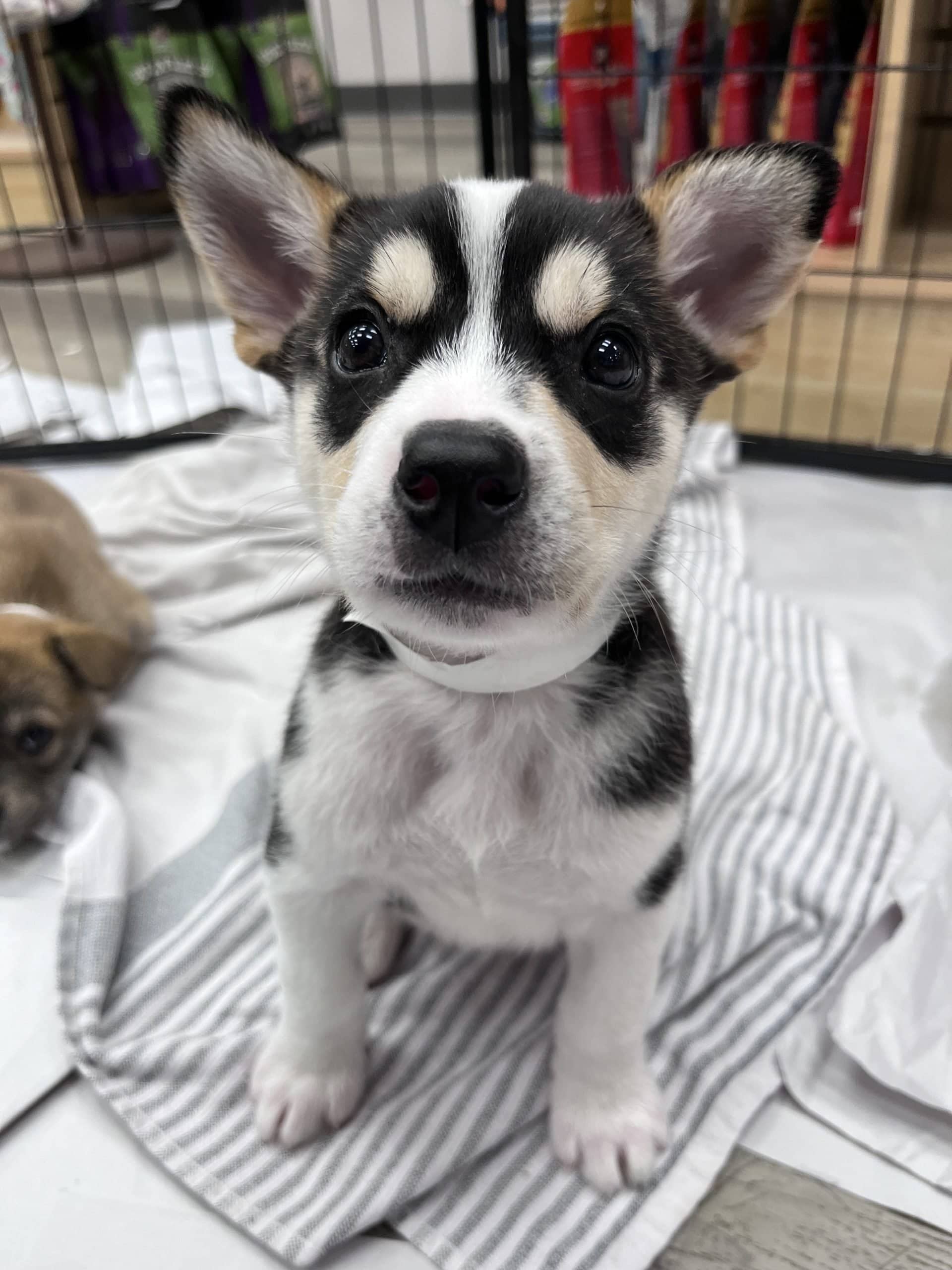Tony Roma - Medium-large breed mix available for adoption