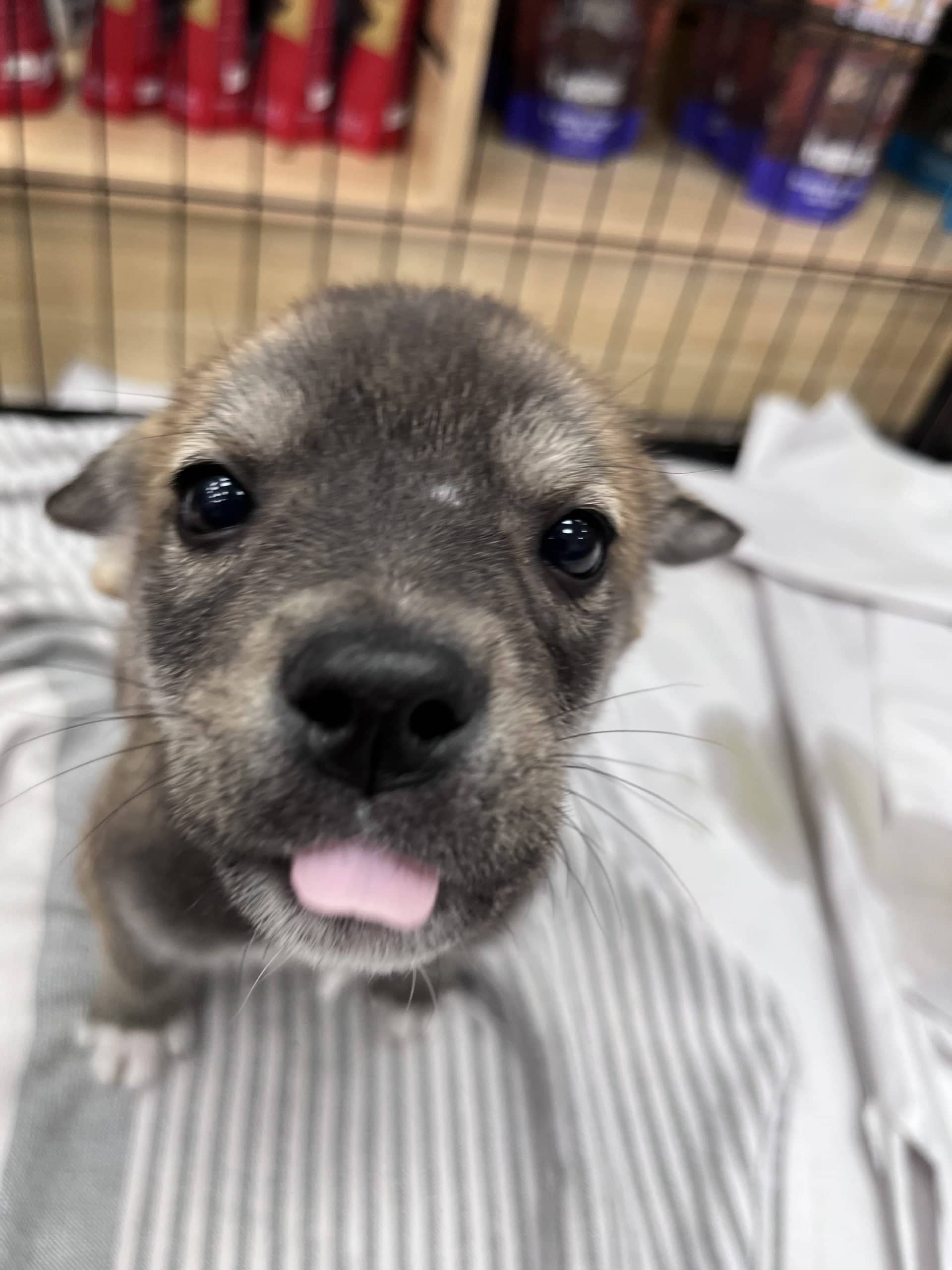 Smitty - Medium-large breed mix available for adoption