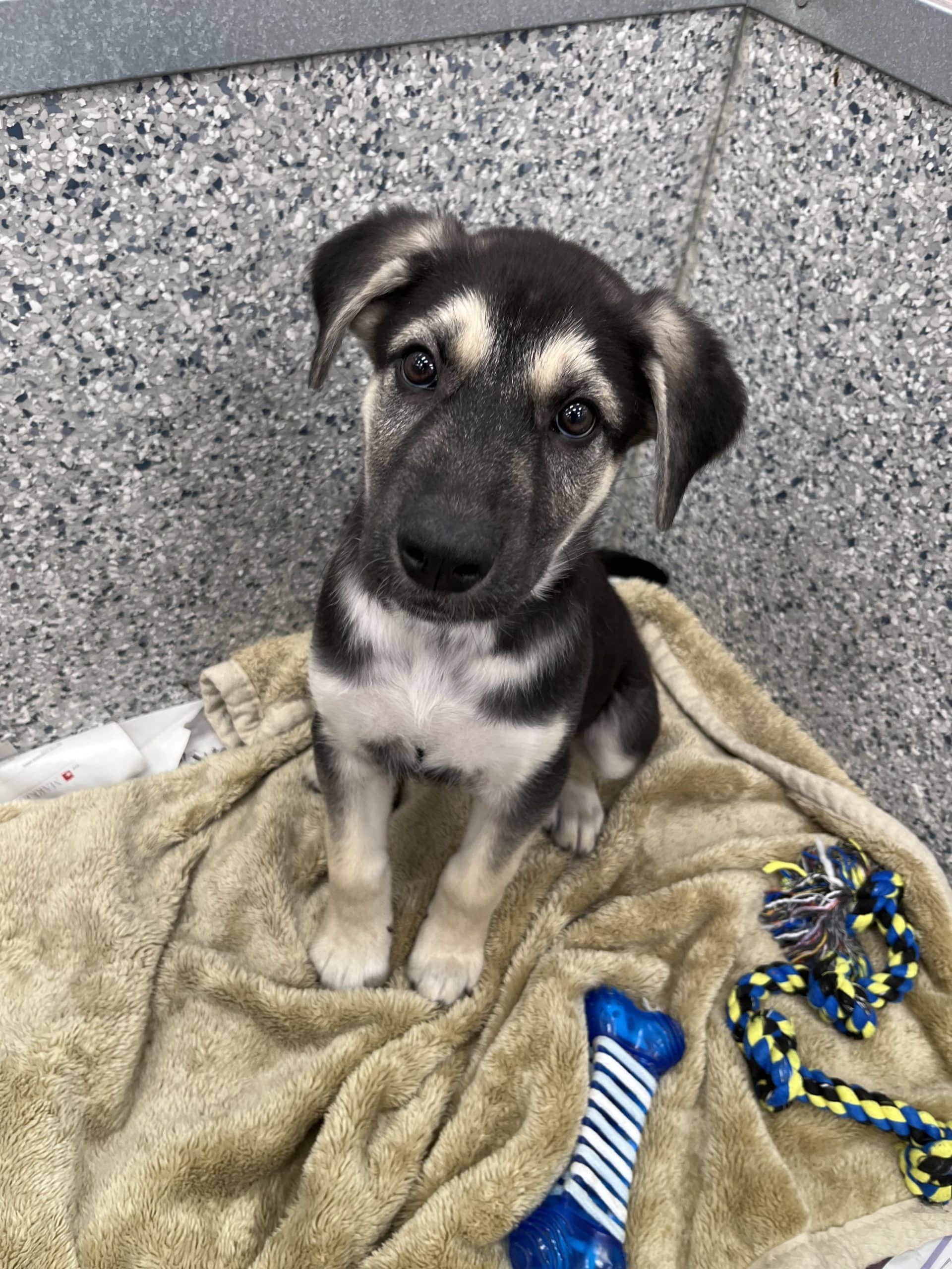 Vichy - Shepherd x available for adoption