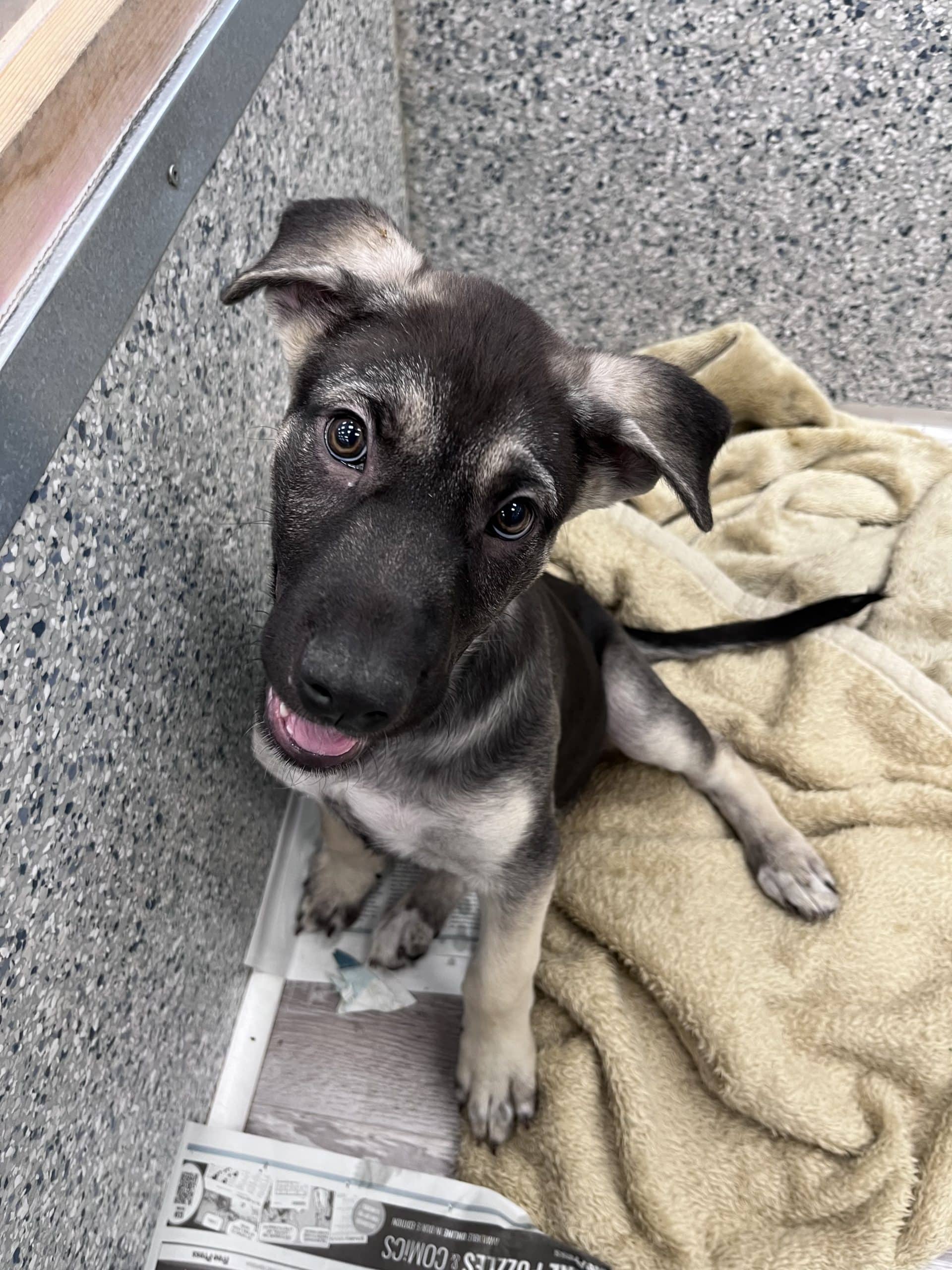 La Roche - Shepherd x available for adoption